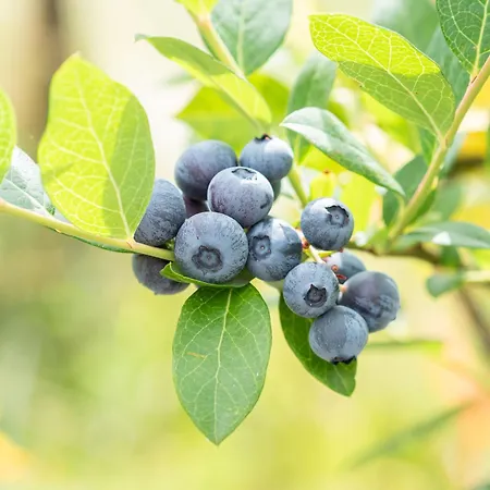 Naturena Agro-turismo Durrães