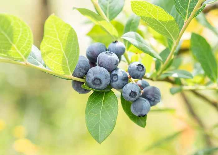 Naturena Agro-turismo Durrães